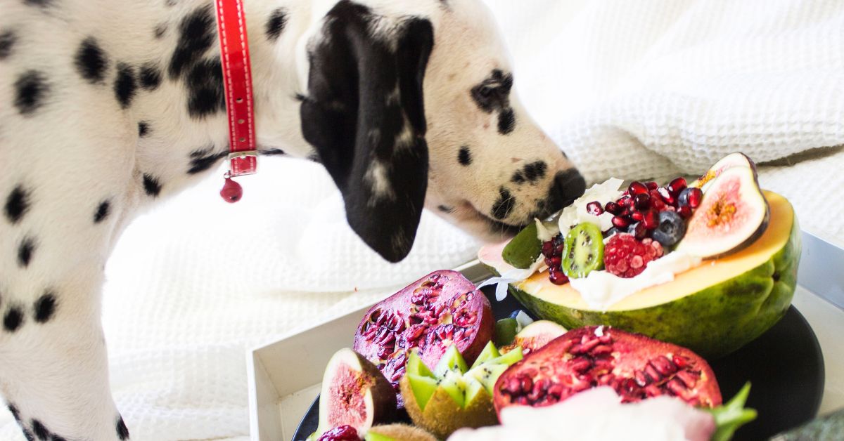 Dogs and Blueberries Everything You Need to Know